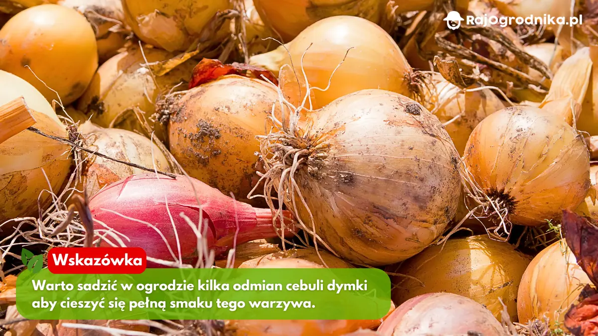 wskazówki-dotyczące-uprawy-cebuli-dymki-ozimej-sklep-rajogrodnika